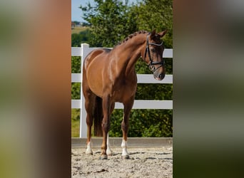 KWPN, Mare, 6 years, 16,3 hh, Chestnut