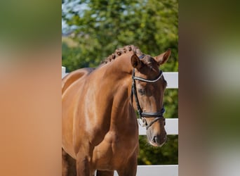 KWPN, Mare, 6 years, 16,3 hh, Chestnut