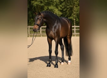 KWPN, Mare, 6 years, 16.3 hh