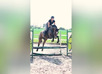 KWPN, Mare, 6 years, 16 hh, Bay-Dark