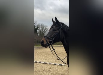 KWPN, Mare, 6 years, 16 hh, Bay-Dark