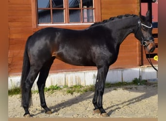 KWPN, Mare, 6 years, 16 hh, Bay-Dark