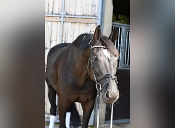 KWPN, Mare, 6 years, 16 hh, Black