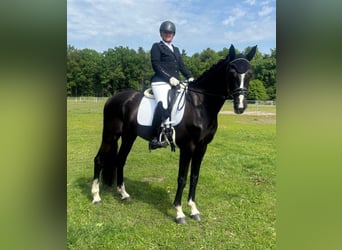 KWPN, Mare, 6 years, 16 hh, Black