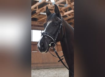 KWPN, Mare, 6 years, 16 hh, Black