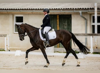 KWPN, Mare, 6 years, 16 hh, Black