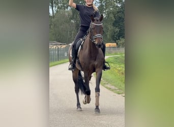 KWPN, Mare, 6 years, 16 hh, Brown