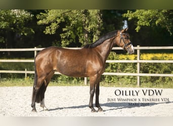 KWPN, Mare, 6 years, 16 hh, Brown