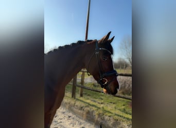 KWPN, Mare, 6 years, 16 hh, Brown