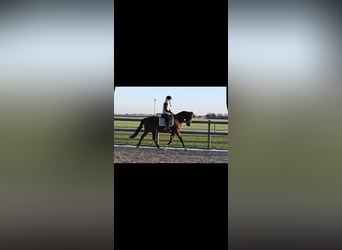 KWPN, Mare, 6 years, 16 hh, Brown