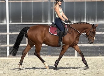 KWPN, Mare, 6 years, 16 hh, Brown