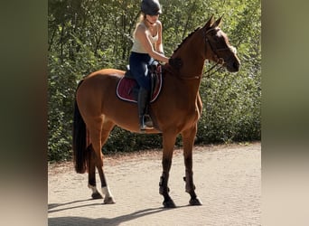 KWPN, Mare, 6 years, 16 hh, Brown