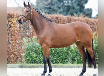 KWPN, Mare, 6 years, 16 hh, Brown