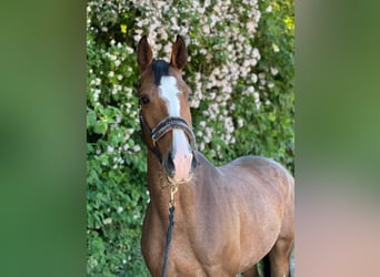 KWPN, Mare, 6 years, 16 hh, Brown