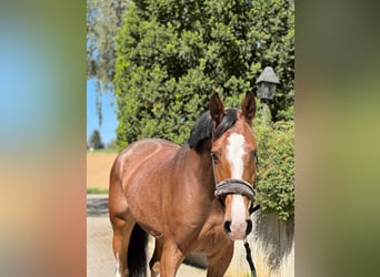 KWPN, Mare, 6 years, 16 hh, Brown