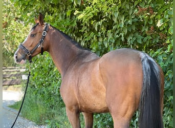KWPN, Mare, 6 years, 16 hh, Brown