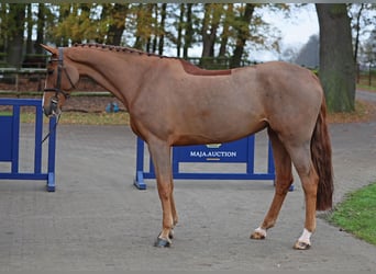 KWPN, Mare, 6 years, 16 hh, Brown