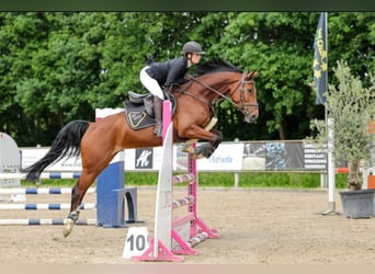 KWPN, Mare, 6 years, 16 hh, Brown