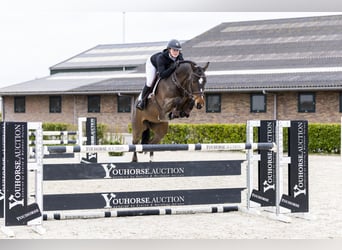 KWPN, Mare, 6 years, 16 hh, Brown