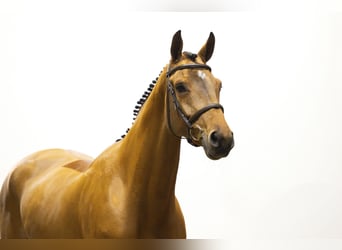 KWPN, Mare, 6 years, 16 hh, Brown