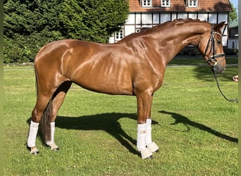 KWPN, Mare, 6 years, 16 hh, Chestnut-Red