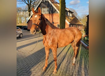 KWPN, Mare, 6 years, 16 hh, Chestnut-Red