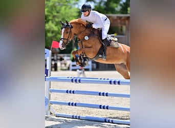 KWPN, Mare, 6 years, 16 hh, Chestnut-Red