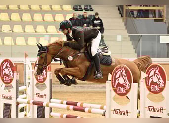 KWPN, Mare, 6 years, 16 hh, Chestnut-Red