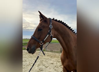 KWPN, Mare, 6 years, 16 hh, Chestnut