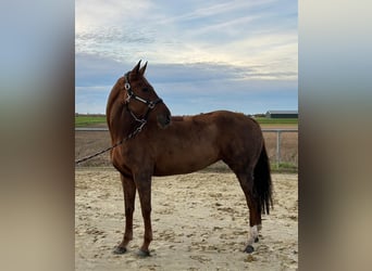 KWPN, Mare, 6 years, 16 hh, Chestnut