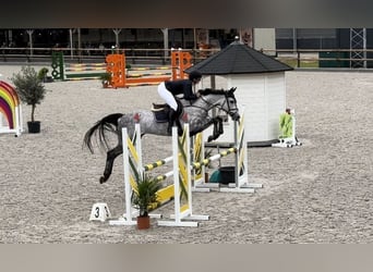 KWPN, Mare, 6 years, 16 hh, Gray-Dapple