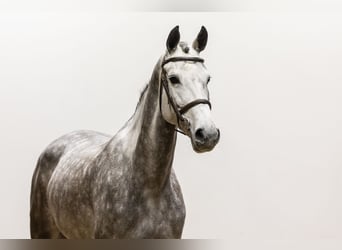 KWPN, Mare, 6 years, 16 hh, Gray