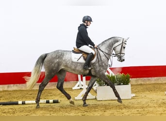 KWPN, Mare, 6 years, 16 hh, Gray