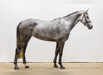 KWPN, Mare, 6 years, 16 hh, Gray