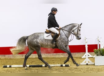 KWPN, Mare, 6 years, 16 hh, Gray