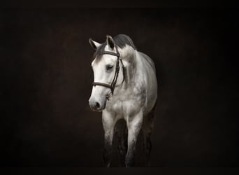 KWPN, Mare, 6 years, 16 hh, Grey-Dapple