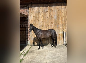 KWPN, Mare, 6 years, 16 hh, Smoky-Black