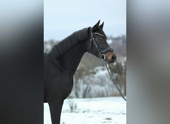 KWPN, Mare, 6 years, 16 hh, Smoky-Black