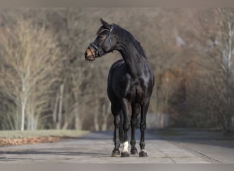 KWPN, Mare, 6 years, 16,1 hh, Bay-Dark