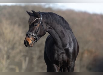 KWPN, Mare, 6 years, 16,1 hh, Bay-Dark
