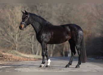 KWPN, Mare, 6 years, 16,1 hh, Bay-Dark