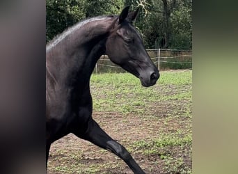 KWPN, Mare, 6 years, 16,1 hh, Black