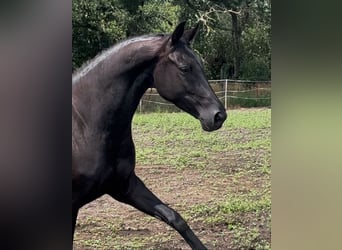 KWPN, Mare, 6 years, 16,1 hh, Black