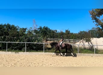 KWPN, Mare, 6 years, 16,1 hh, Black