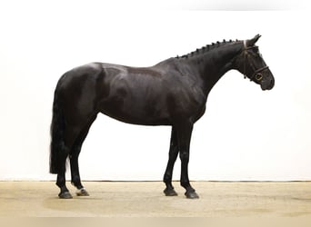 KWPN, Mare, 6 years, 16,1 hh, Black