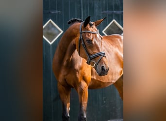 KWPN, Mare, 6 years, 16,1 hh, Brown