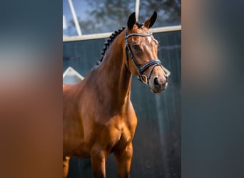KWPN, Mare, 6 years, 16,1 hh, Brown