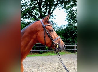 KWPN, Mare, 6 years, 16,1 hh, Brown