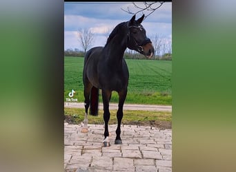 KWPN, Mare, 6 years, 16,1 hh, Brown