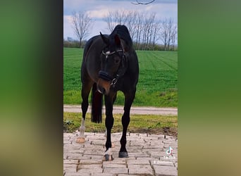 KWPN, Mare, 6 years, 16,1 hh, Brown